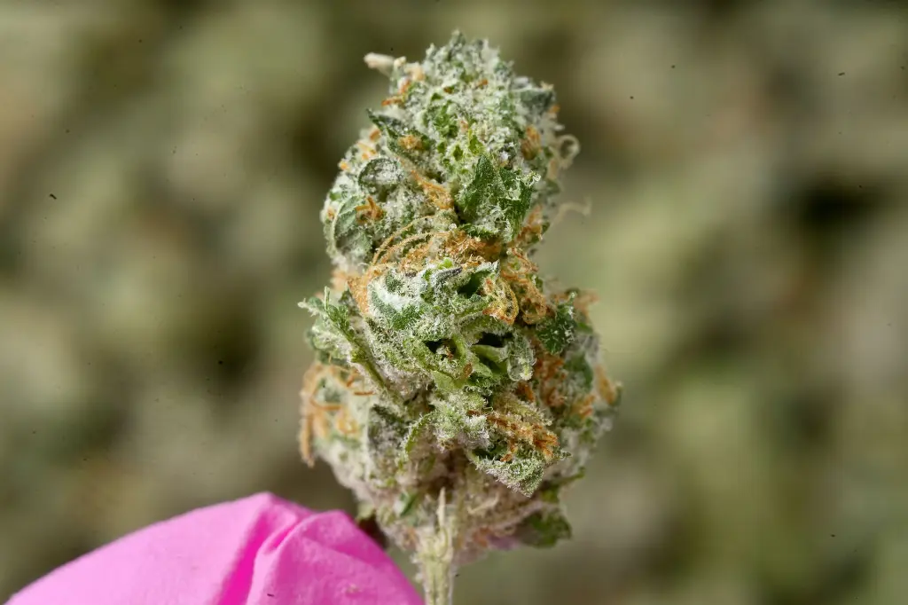 Pinnacle Mediums 5-18-26 MACRO Edit - 00000003.webp