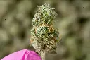 Pinnacle Mediums 5-18-26 MACRO Edit - 00000003.webp
