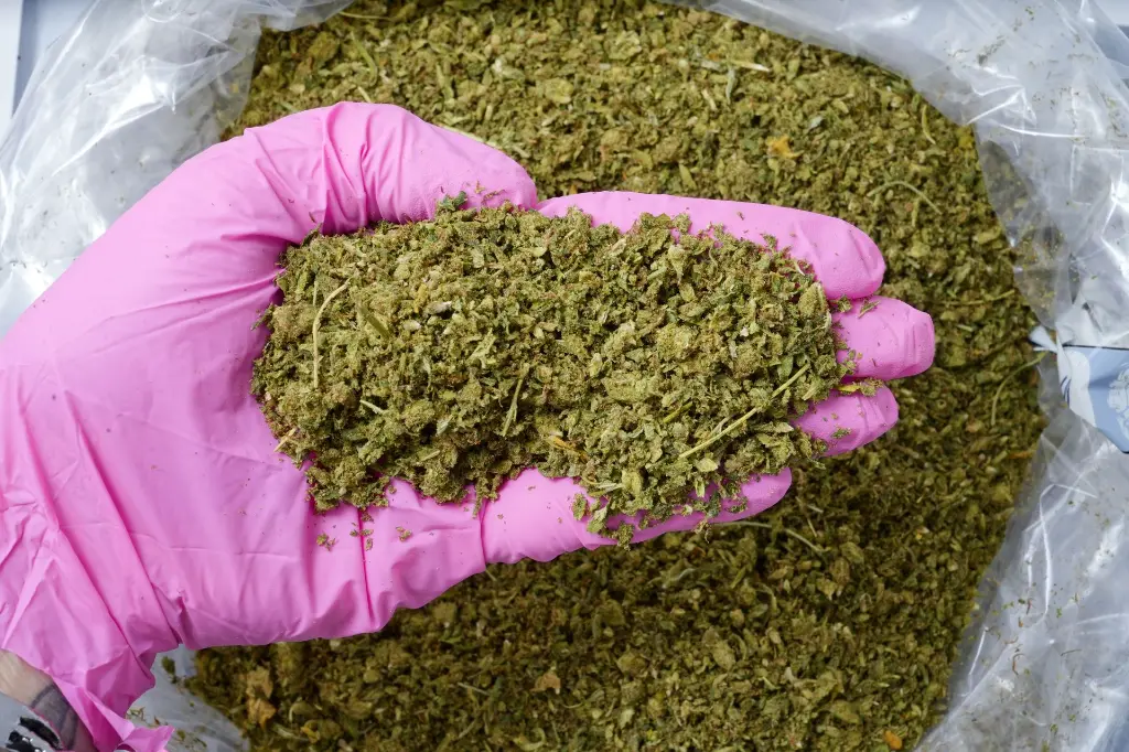 Blue Dream PR Mix PINK 5-20-26.JPG - 00000003.webp