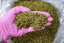 Blue Dream PR Mix PINK 5-20-26.JPG - 00000003.webp