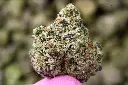 Black Runtz 5-26-26 MACRO Edit.webp