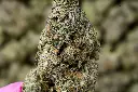 Maltese Tiger Indoor 5-26-26 MACRO Edit.webp