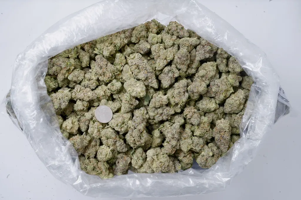 Maltese Tiger Indoor 5-26-26 BAG Edit.webp