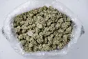 Maltese Tiger Indoor 5-26-26 BAG Edit.webp