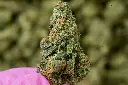 Grapple Pie Indoor 5-26-26 Macro Edit.webp