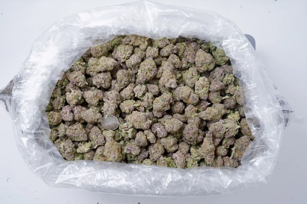 Lemon Cherry Gelato 5-26-26 BAG Edit (1).webp