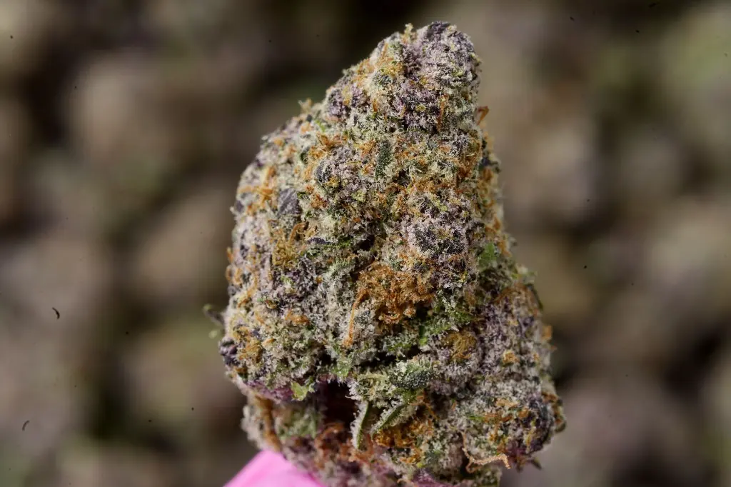 Lemon Cherry Gelato 5-26-26 MACRO Edit.webp