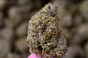 Lemon Cherry Gelato 5-26-26 MACRO Edit.webp