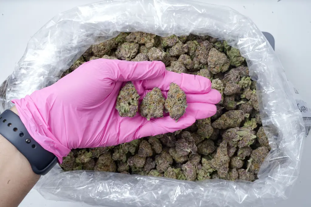 Lemon Cherry Gelato 5-26-26 PINK Edit.webp