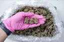 Lemon Cherry Gelato 5-26-26 PINK Edit.webp