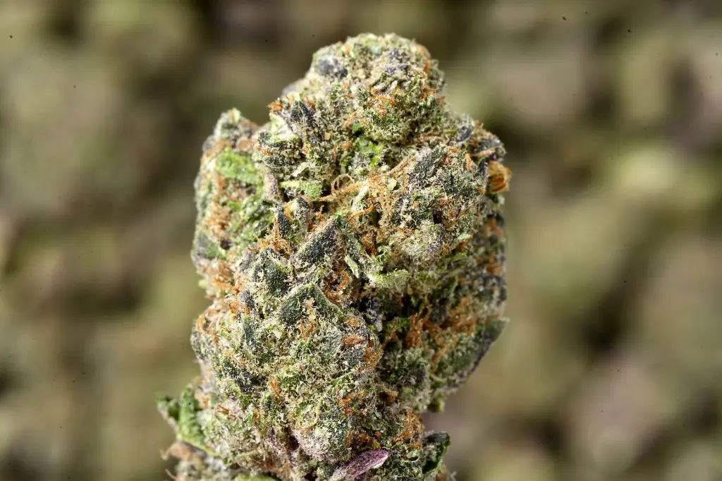 TK 5-26-26 MACRO Edit.webp