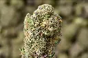 TK 5-26-26 MACRO Edit.webp