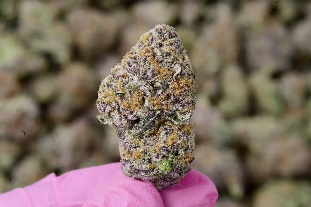 White Rhino Indoor 5-26-26 MACRO.webp