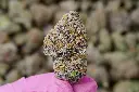 White Rhino Indoor 5-26-26 MACRO.webp