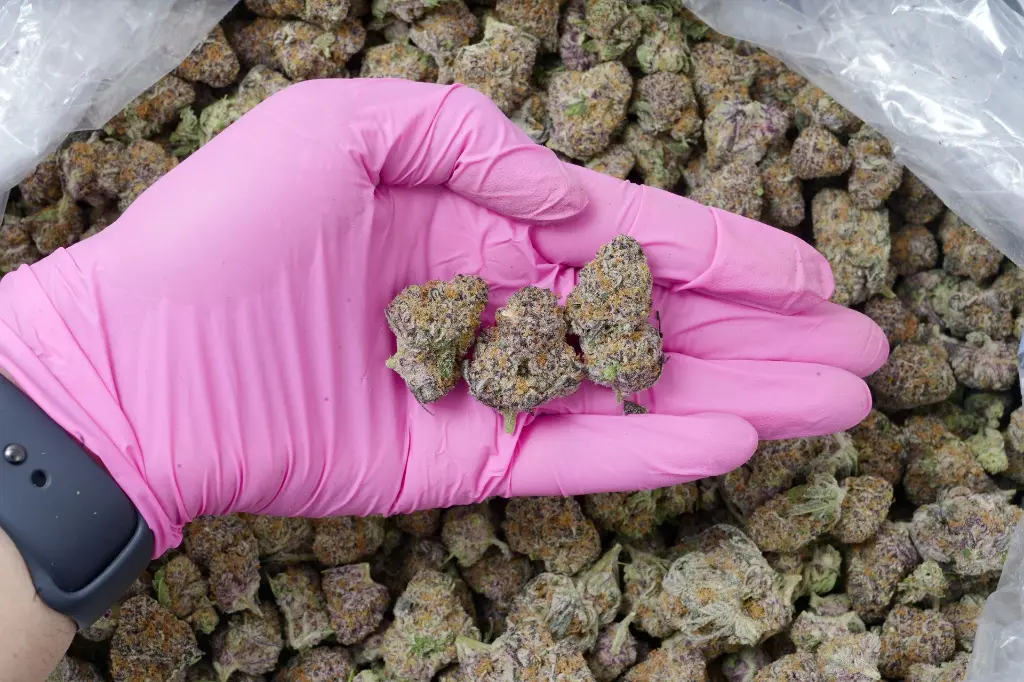 White Rhino Indoor 5-26-26 PINK Edit.webp