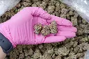 White Rhino Indoor 5-26-26 PINK Edit.webp