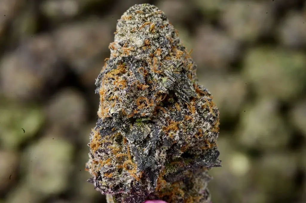 Grape Gotti 5-26-26  MACRO Edit (1).webp