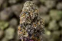 Grape Gotti 5-26-26  MACRO Edit (1).webp