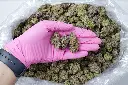 Grape Gotti 5-26-26 PINK Edit.webp