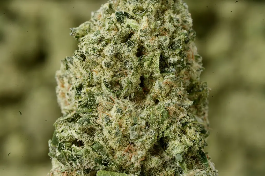 LA Bunker 5-26-26 MACRO Edit. (1).webp