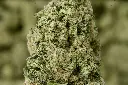 LA Bunker 5-26-26 MACRO Edit. (1).webp