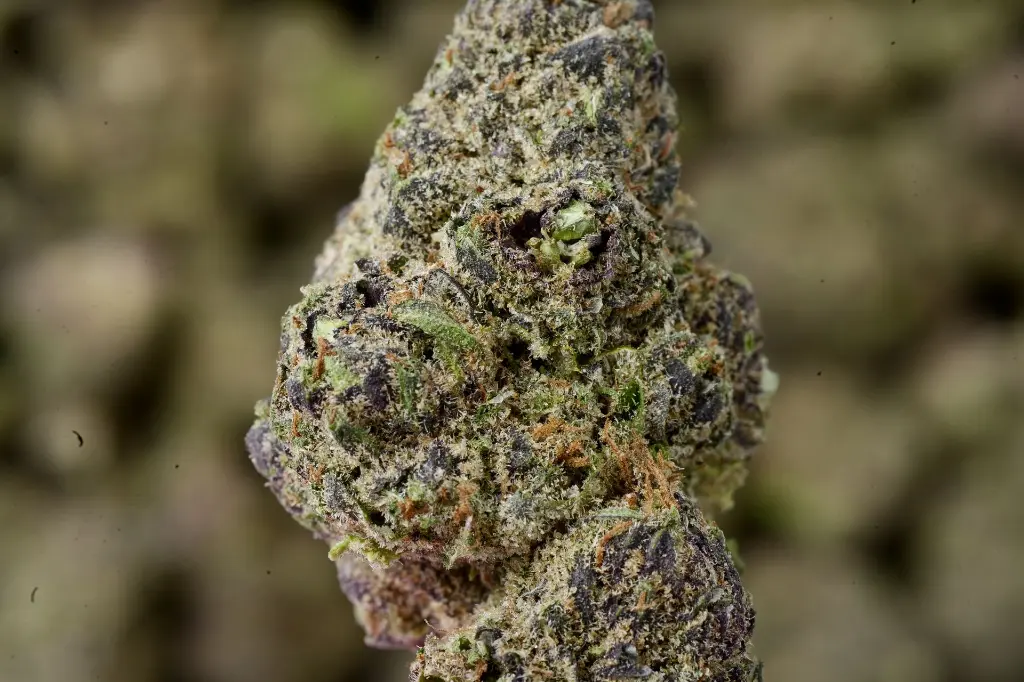 Zoap Indoor 5-26-26 MACRO Edit.webp