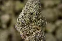 Zoap Indoor 5-26-26 MACRO Edit.webp