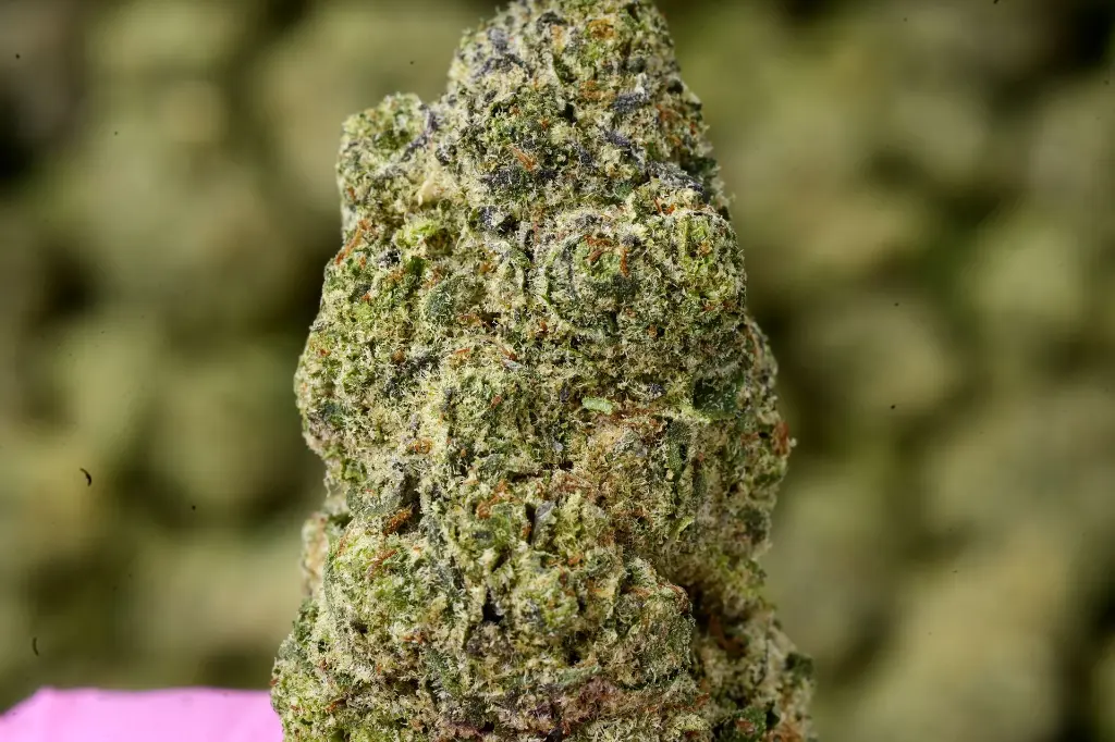 Head Hunters 5-26-26 MACRO Edit.webp
