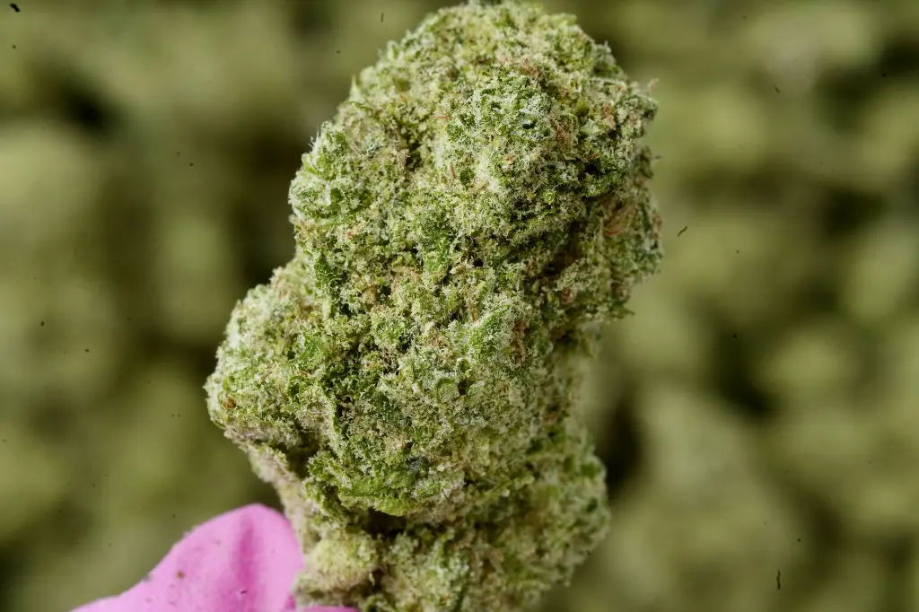 AK Indoor 5-26-26 MACRO Edit.webp
