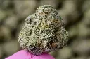 Gravy 5-26-26 MACRO Edit.webp