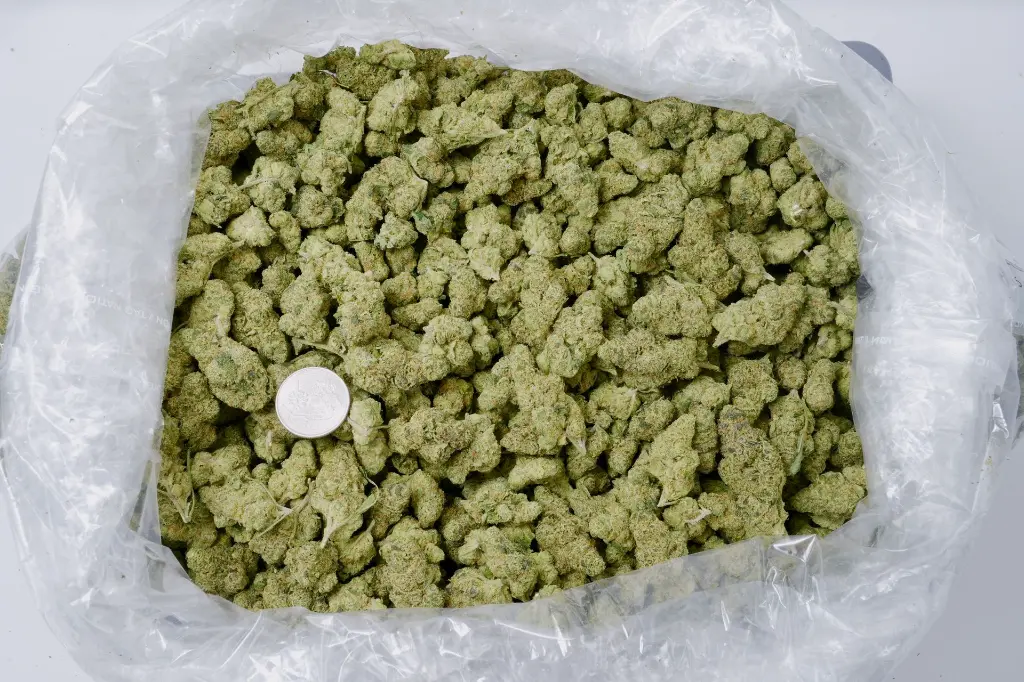 Cheetah Piss Mediums 5-26-26 BAG Edit (1).webp