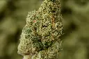 Cheetah Piss Mediums 5-26-26 MACRO Edit.webp