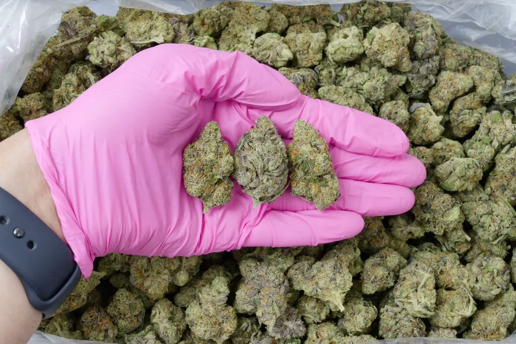 Carmellow Kush 5-26-26 PINK Edit (1).webp