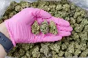 Carmellow Kush 5-26-26 PINK Edit (1).webp