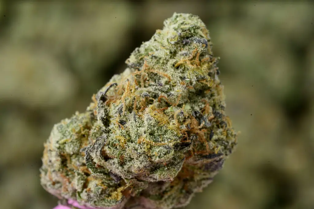 Carmellow Kush 5-26-26 MACRO Edit (1).webp