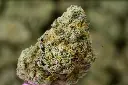 Carmellow Kush 5-26-26 MACRO Edit (1).webp