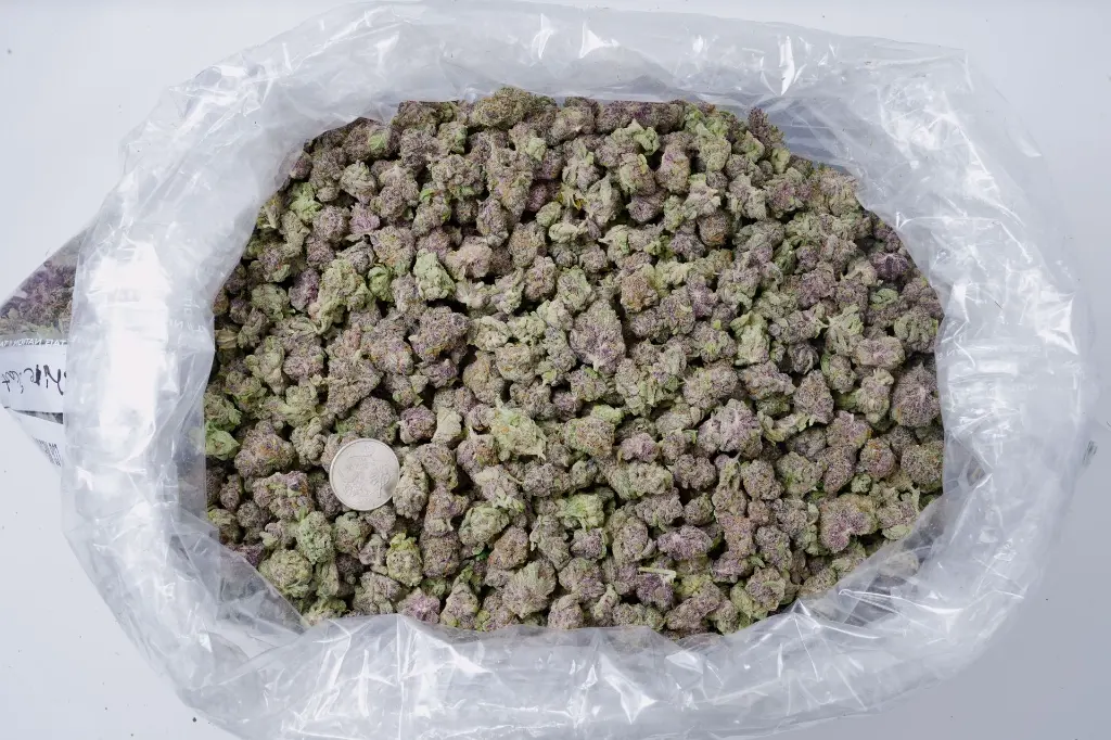 Lemon Cherry Gelato Mediums BAG 5-26-26 Edit (1).webp