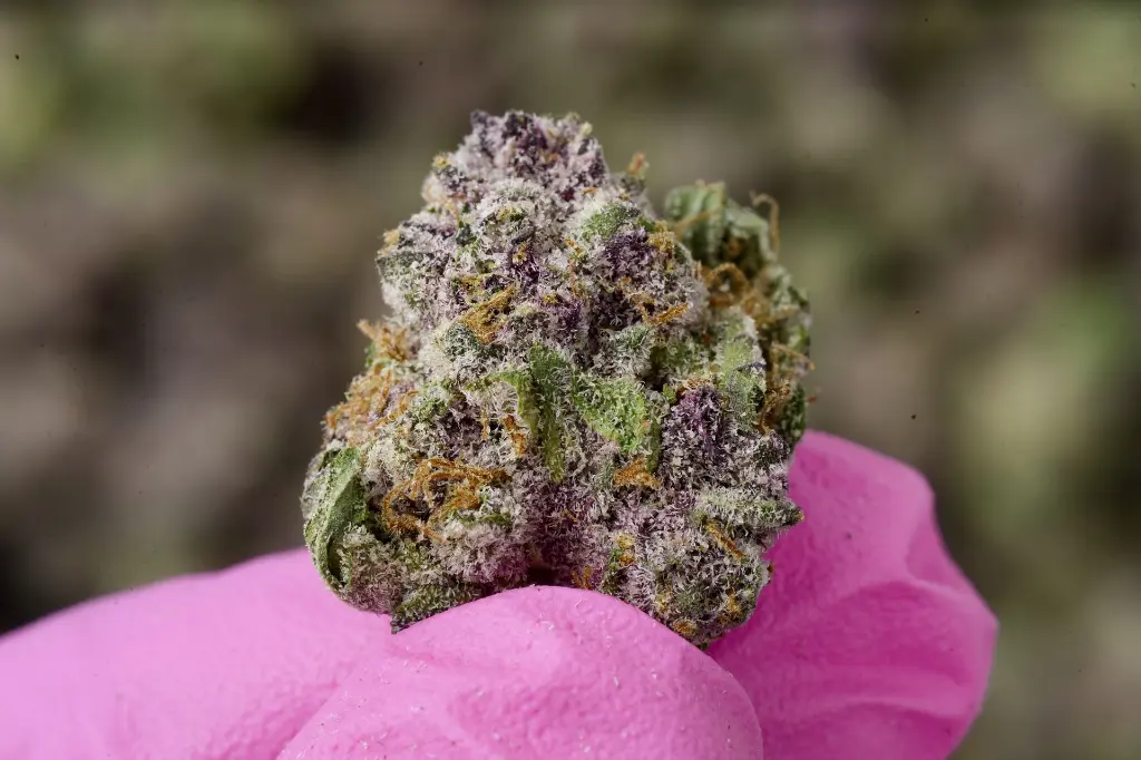 Lemon Cherry Gelato Mediums MACRO 5-26-26.webp