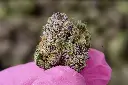 Lemon Cherry Gelato Mediums MACRO 5-26-26.webp