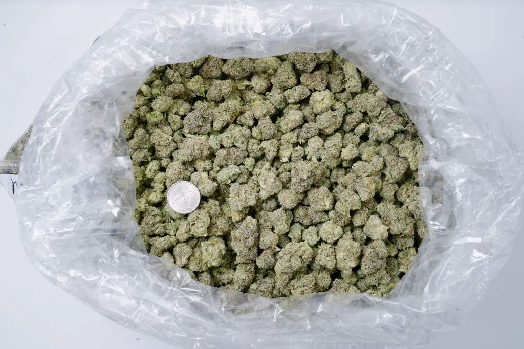 Maltese Tiger Meds 5-26-26 BAG Edit (1).webp