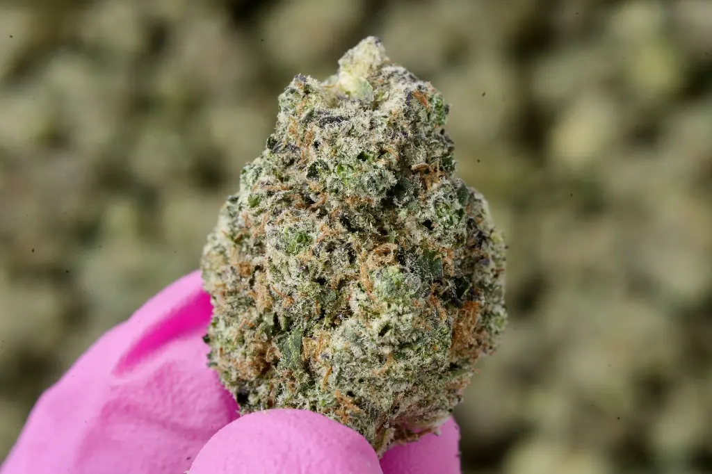Maltese Tiger Meds 5-26-26 MACRO Edit.webp