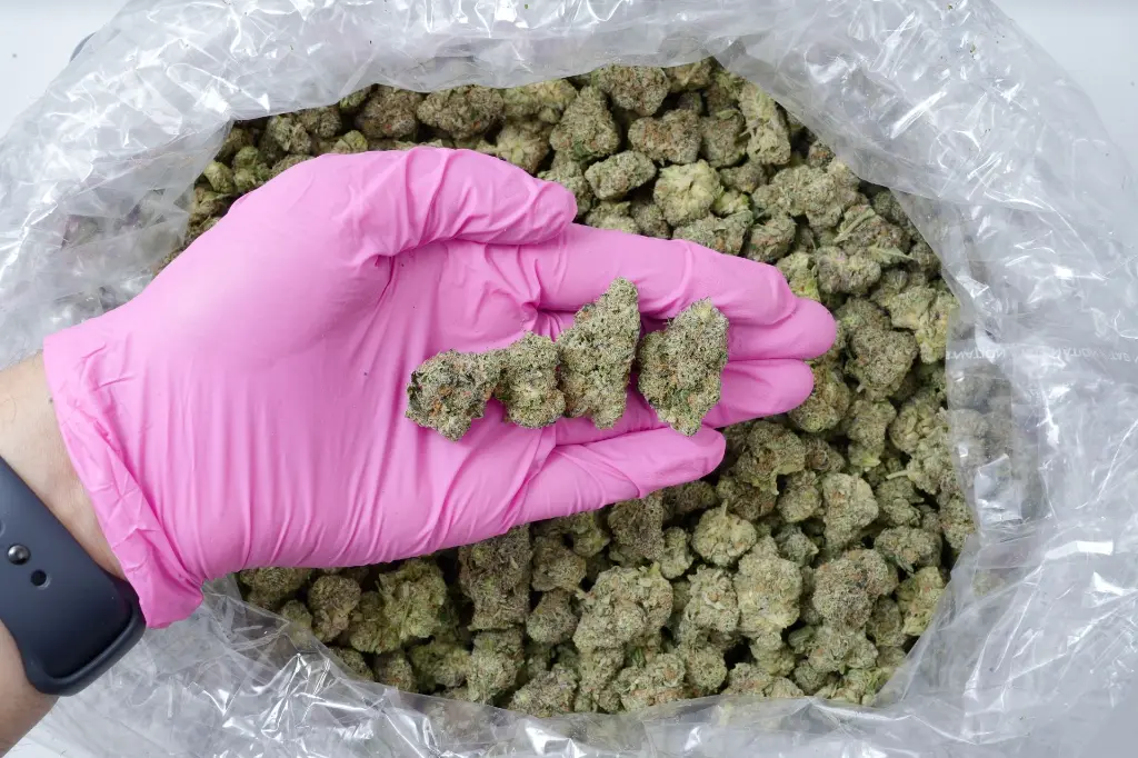 Maltese Tiger Meds 5-26-26 BAG Edit.webp