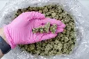Maltese Tiger Meds 5-26-26 BAG Edit.webp