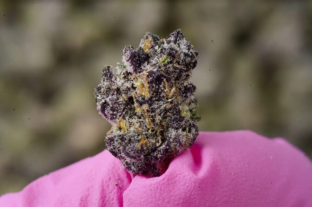 Trop Cherry Smalls 5-26-26. MACRO.webp