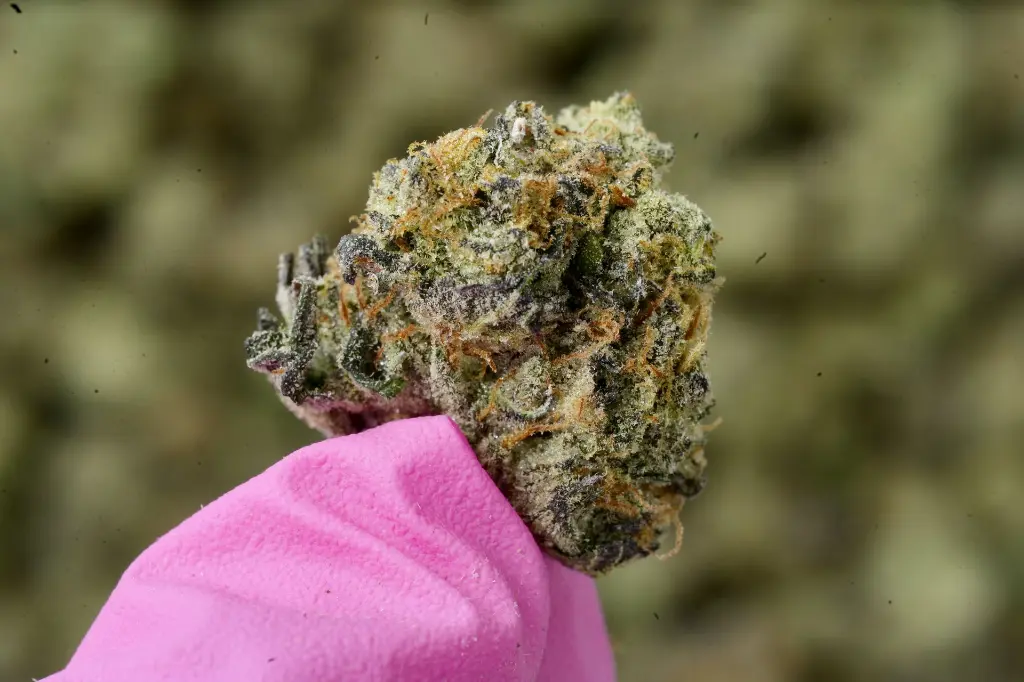 Carmel Cookies Mediums 5-26-26 MACRO (1).webp