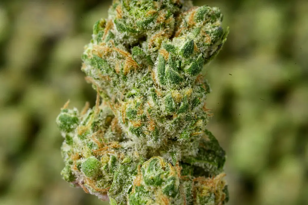 La Bomba Mediums 5-28-26 MACRO.webp
