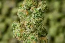 La Bomba Mediums 5-28-26 MACRO.webp