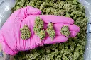 La Bomba Mediums 5-28-26 PINK.webp