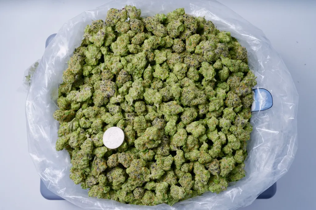 La Bomba Mediums 5-28-26 BAG.webp