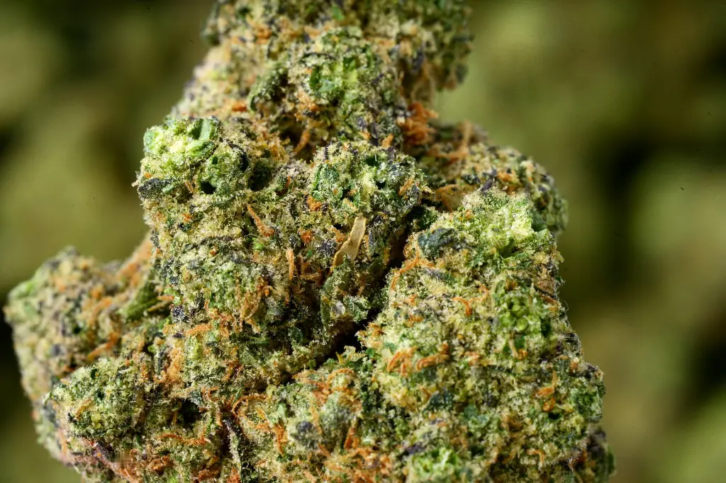 Goji OG Indoor MACRO 5-28-26.webp